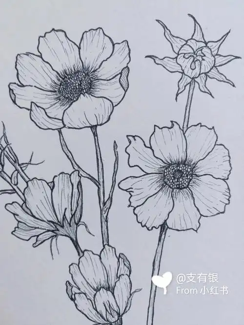 格桑花针管笔练习