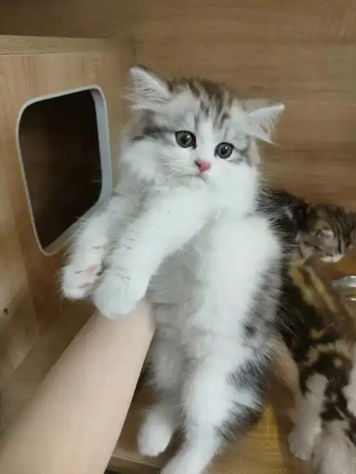 南京家养美短加白起司小奶猫一窝