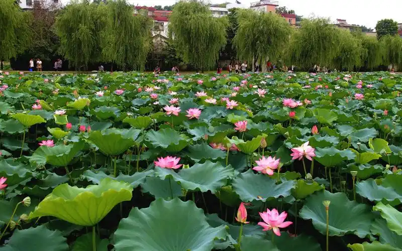 泛水荷塘令人心醉的荷花美景
