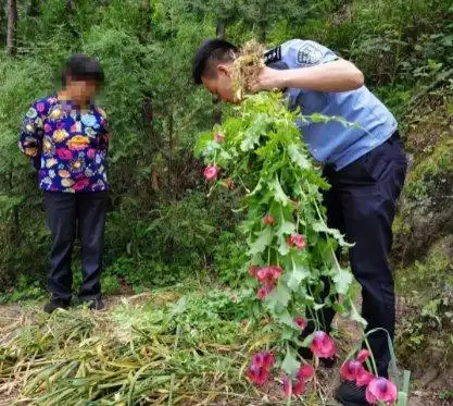 有居民私自在家种植罂粟,山阳警方依法铲除