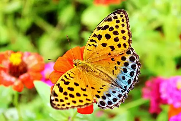 蝴蝶飞呀图片_图片大全