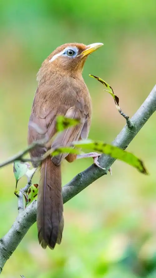 画眉鸟chinesehwamei