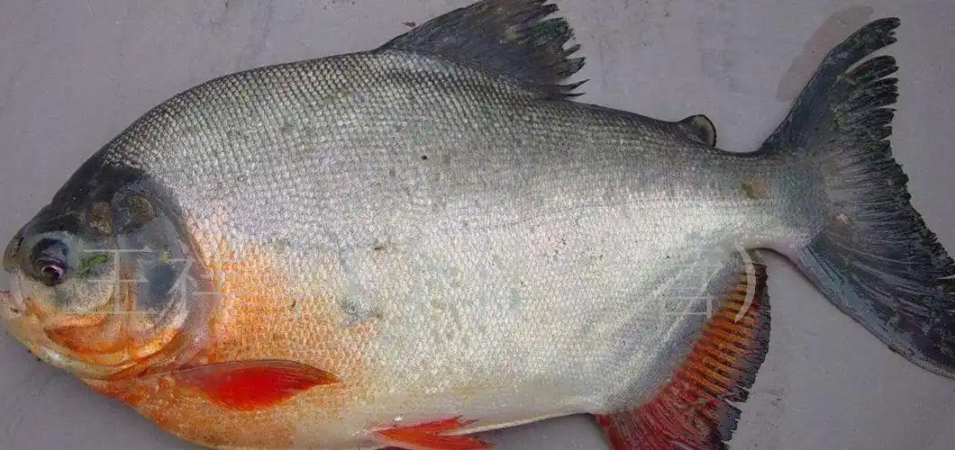 展开全部 感觉应该是淡水白鲳,你比对一下