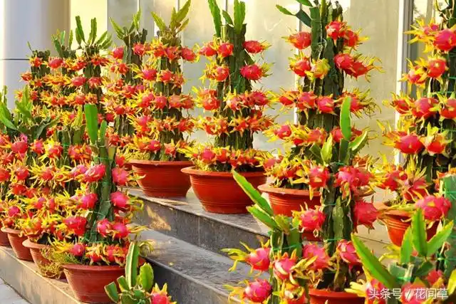 这几种观果花卉,比花还好看又能吃,可以在阳台养殖