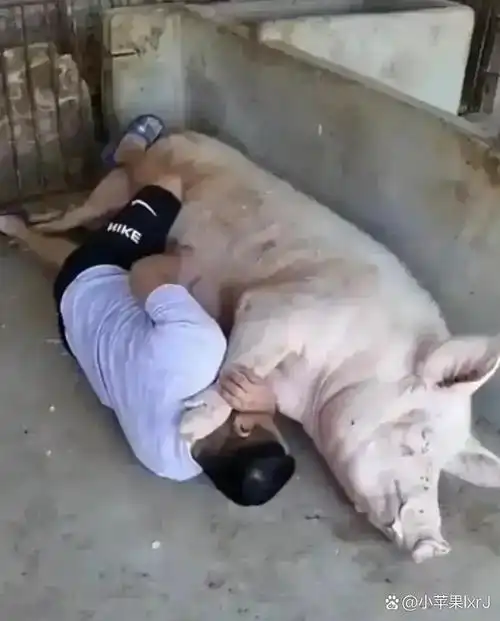 80 字左右改写后的内容:  在猪场里,有人居然能和萌猪亲密地睡一起,还