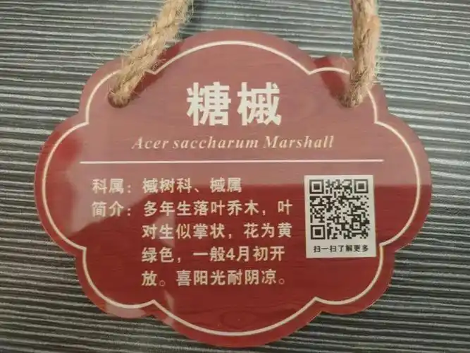 通过树木挂牌活动提高了同学们对植物的辨识能力,用实际行动为校园添