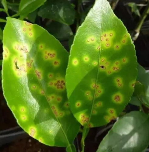 植物病害最全解释