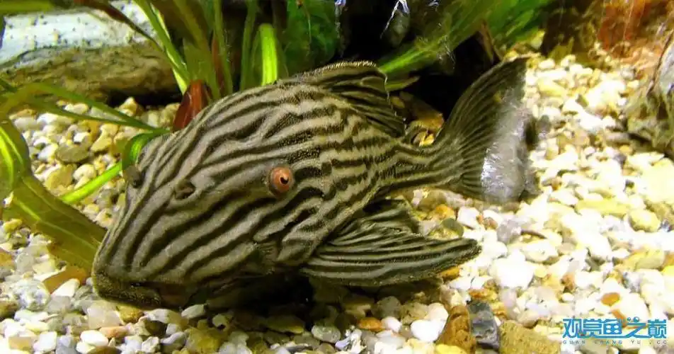 l190异型鱼 - 异型鱼 - 龙巅观赏鱼