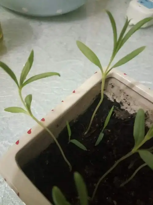 满天星#嫩芽出了第三层叶子啦