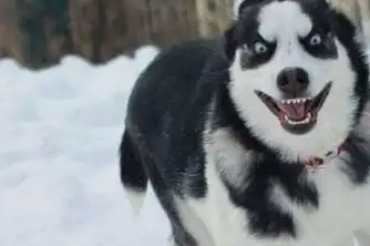 "二哈太棒了,好喜欢,好想养一只,就是怕它会拆家.