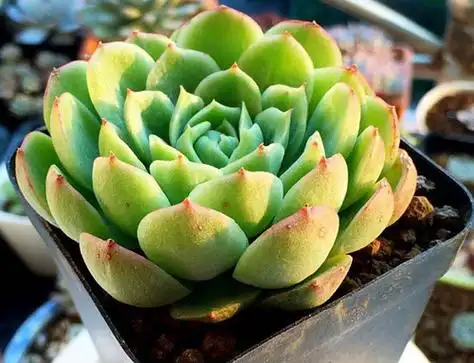 多肉植物品种及图片——酸橙辣椒