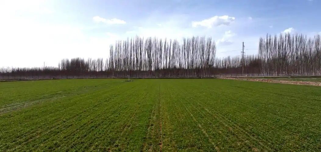 新疆温宿县26万小麦陆续返青科技田管长势喜人