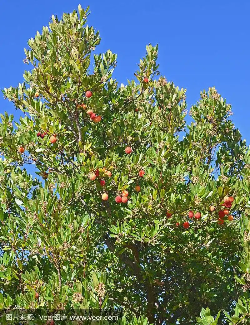 草莓树的果实