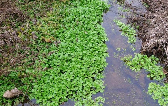 农村河里的一种野草,可以入药,有抗衰老元素
