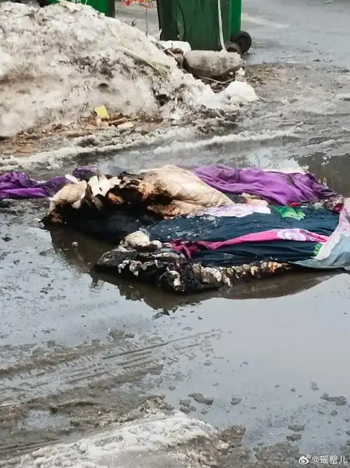 晚樱夏槿 @月光下的小喵