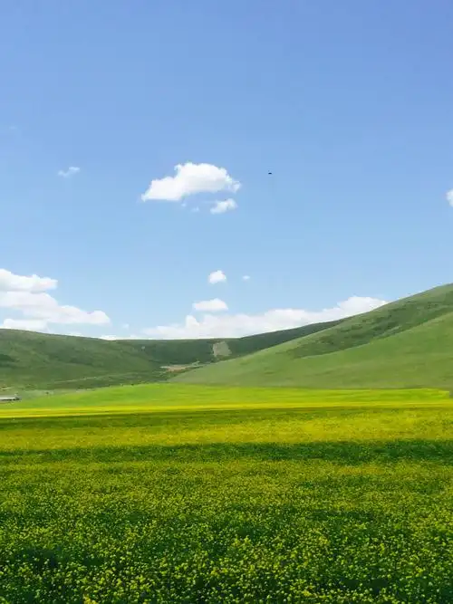 雄伟的高原,辽阔的草原,成群的牛羊----这里是川北,甘肃和青海!