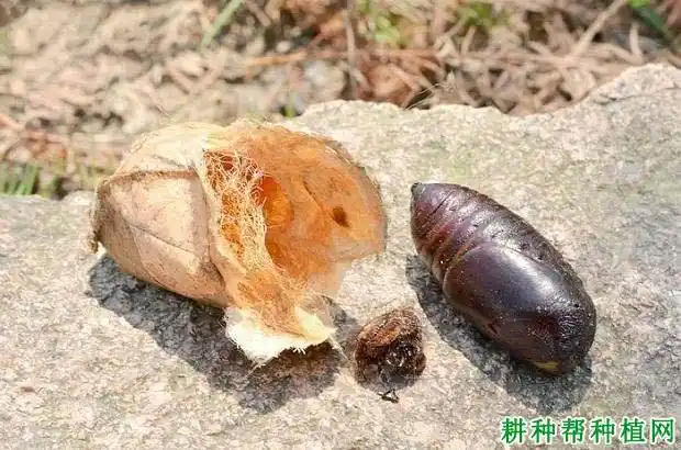 乌桕大蚕蛾(大蚕蛾科)