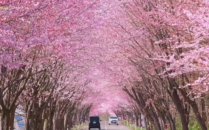 【4k 樱花94】津轻富士下的一排樱花树