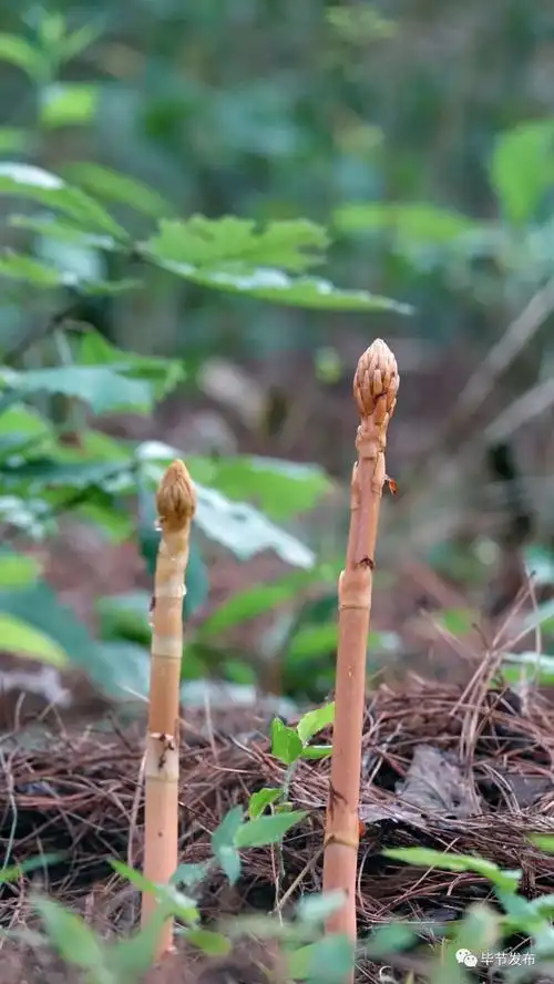 脱贫攻坚走基层年销量上百吨七星关放珠镇种植天麻有妙招