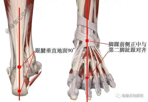 瑜伽体位山式站立tadasana精准正位解剖分析