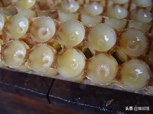 为啥3日龄内蜜蜂幼虫只吃蜂王浆?