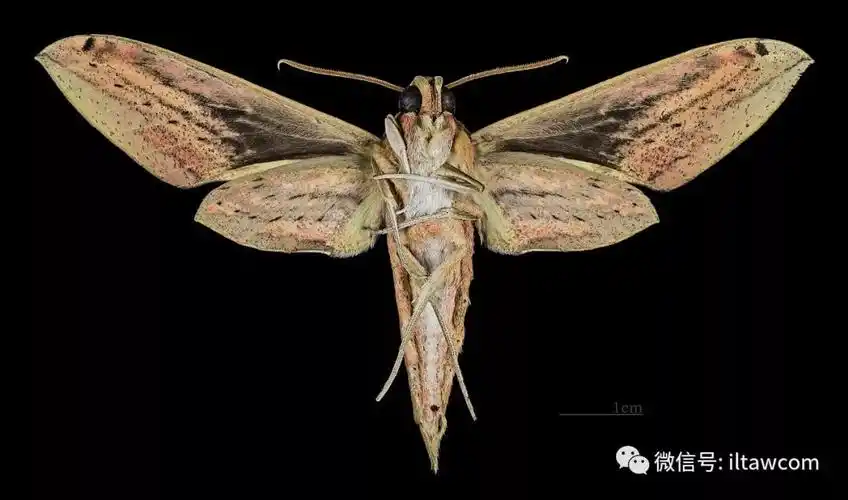 物种图册-条背天蛾