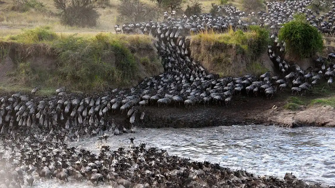 中少科普资源库——非洲野生动物——动物大迁徙