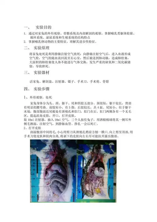家兔解剖实验报告