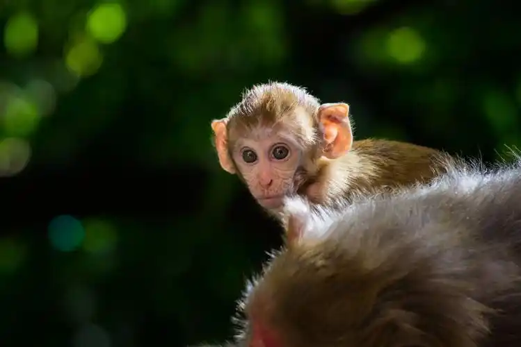 泰国猴子