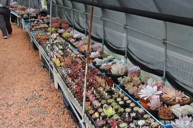崛川访问记,日本多肉植物大棚参观记录