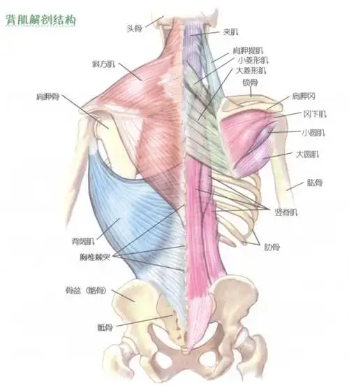 快速提升你的背部训练水平|背阔肌|肌肉|菱形肌|背部肌肉|斜方肌_网易