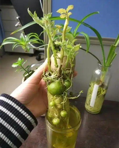 就是土豆是块茎,地瓜是块根,繁殖时可以先水培出秧苗,再进行栽种,也