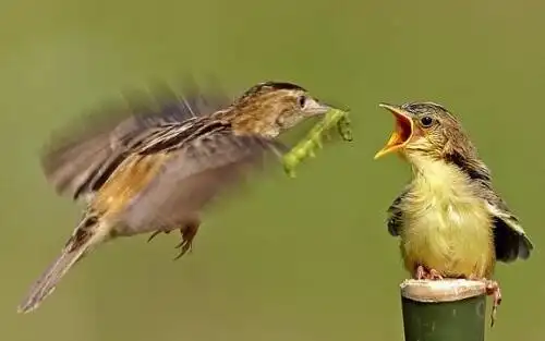 鸟妈妈叼着小虫子飞过来,饥饿的小鸟们是这反应!
