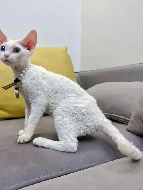 纯白鸳鸯眼德文卷毛猫弟弟