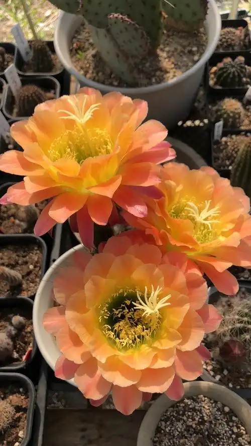 毛花柱杏光辉丽花丽花龙之卯红姑娘绿沙宝山赞私密豆列或部分疑似不