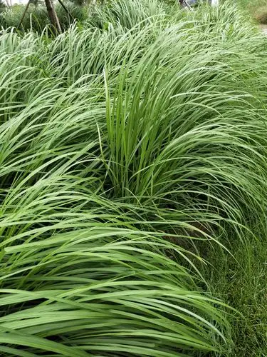 狼尾草 别称:韧丝草 多年生草本.