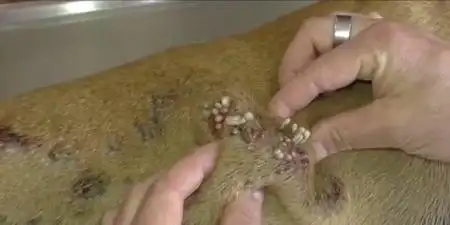 寄生性物种人皮蝇请慎重浏览