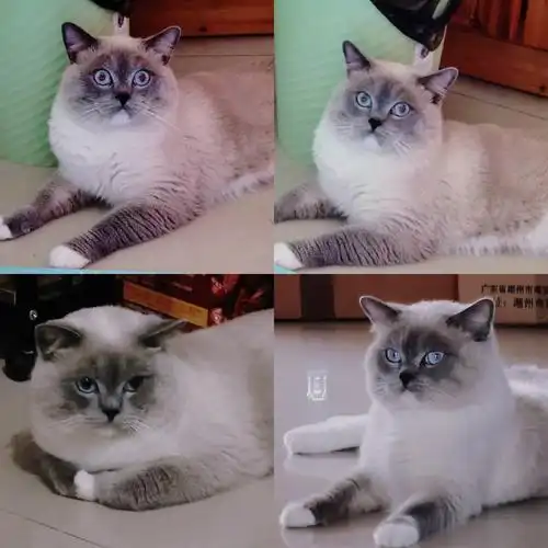 新一代的灰猫警长#英短重点色