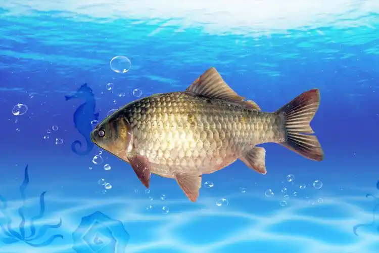 鲫鱼品种介绍图片(鲫鱼品种介绍图片 种类)