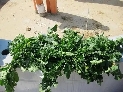 农村地里"野油菜",教你做梅干菜,很多人都不会吃!