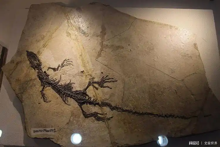 白垩纪的蜥蜴竟然喜欢吃小龙虾好吃吗