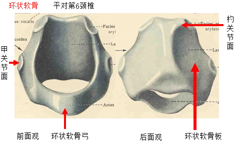 (4)会厌软骨(3)杓状软骨(2)环状软骨(1)甲状软骨(一)喉软骨:构成喉的