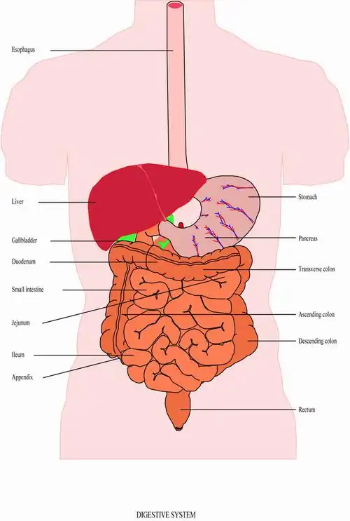 229 2005-11-07 人体的大肠和小肠有多长?