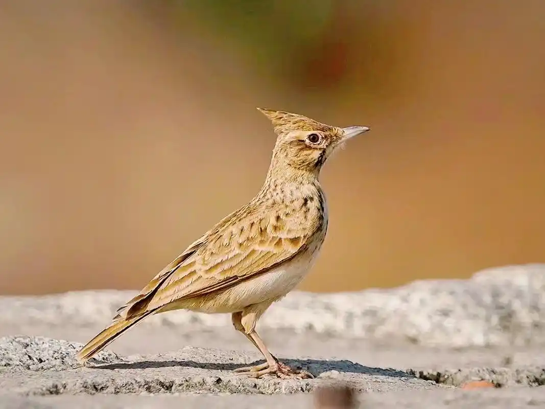 凤头百灵鸟(百灵科)#鸟