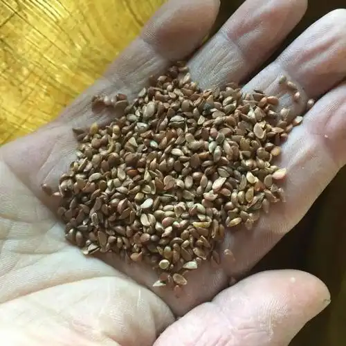 海棠种子成活率高