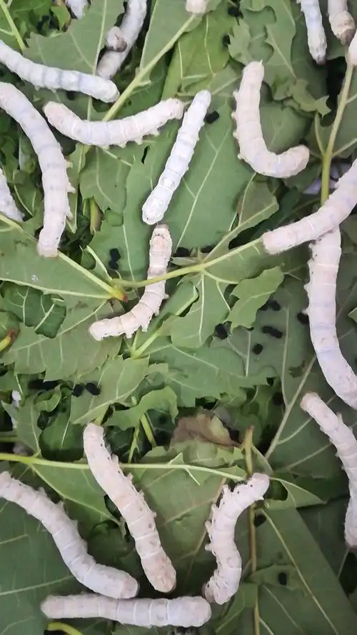 班里养了蚕宝宝(上)——支教日记之(30) - 美篇