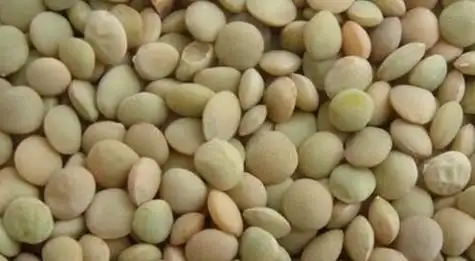 小扁豆的功效与作用