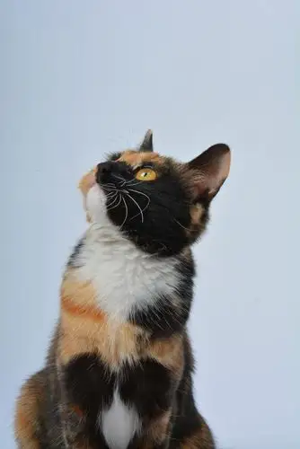 花脸猫养了八个月了