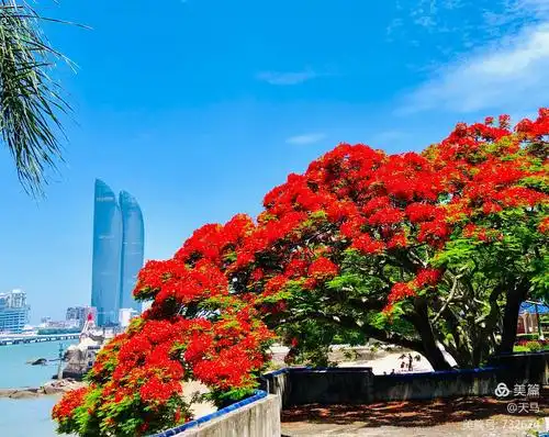 【原创】《又是一季凤凰花开》