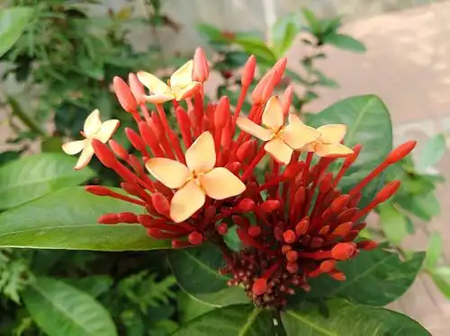 鲜花盛开的海南岛